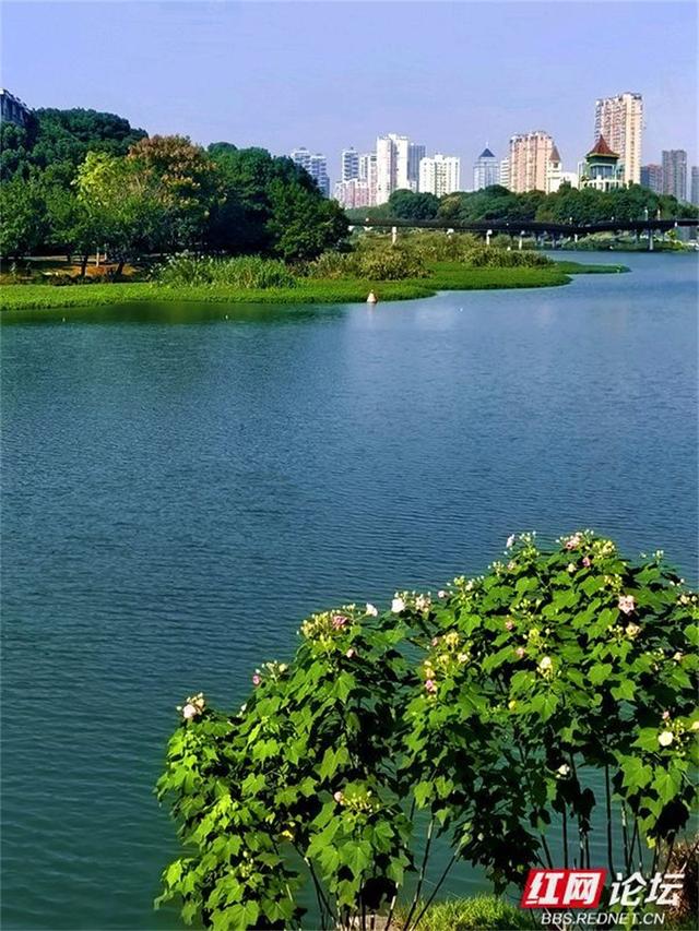 秋游时刻丨常德的秋天是什么颜色？答案是粉色的