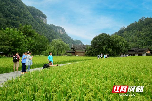 张家界黄龙洞：农旅融合生态美 田园风光引客来（组图）