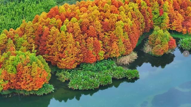 冬日限定，色彩斑斓的普者黑红杉林