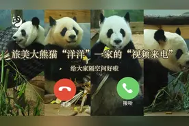 旅美大熊猫洋洋口吐白沫、饿得啃墙皮？成都基地回应图片