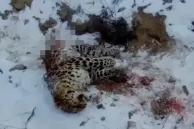 初步确认：东北豹被咬死系东北虎所为图片