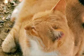 寻找最美山东大学|泰山学院张婷：《金秋橘猫》图片