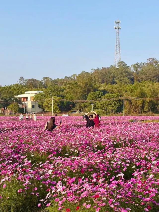 阳江冬日限定“粉海”！市区出发，仅需半小时车程