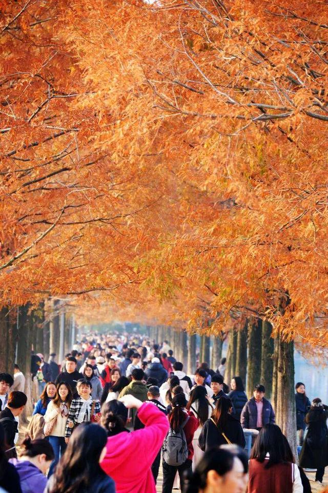 在长沙，幸福也许是听得见的风声，看得见的红叶……