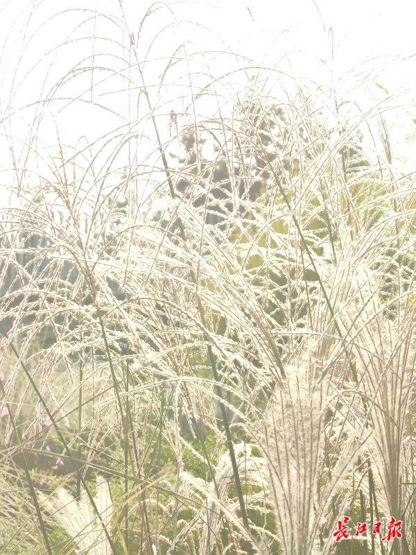野草“织”成美景，常青公园这座野趣花园火了