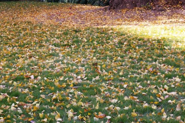 红的黄的绿的！天气这么好，来这些地方看看闵行的秋天吧~