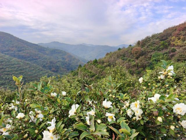 庐江县：深秋白花映红叶 绘就秋日限定诗意画卷