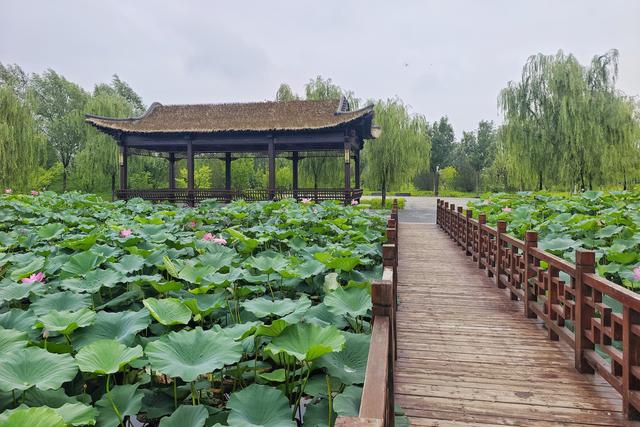 雨洗新荷！崔家窑湿地公园秒变莫奈花园