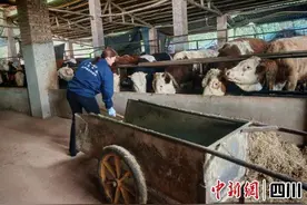 资阳安岳：土家族女青年的“牛”路子图片