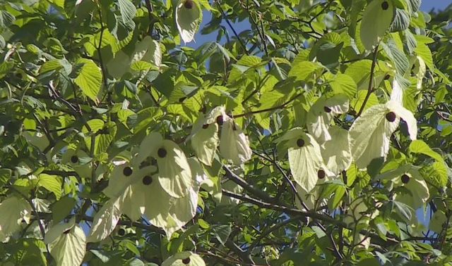 乐西高速马昭段贯通！凉山东线风光美出圈