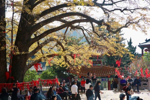 鲁山千年银杏“披金甲” 金秋盛景引客来