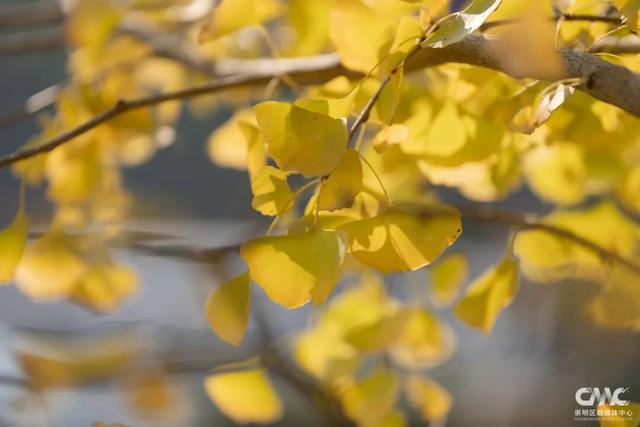 最近大家都在赴这场美丽之约