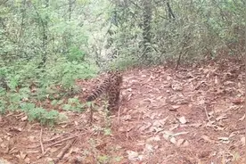 眉山彭山区：生态环境持续向好 珍稀动物在彭祖山频频“出镜”图片