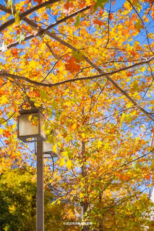 武汉为百年古树建公园，免费开放！