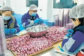 哈尔滨木兰县“寒地水蛭”冻干粉项目开工生产图片