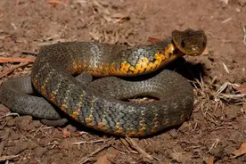 澳大利亚女司机在高速上开车，突然一条毒蛇爬到她腿上图片