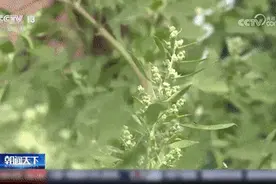 又到过敏性鼻炎高发季！出现这些症状，千万别忍着→图片