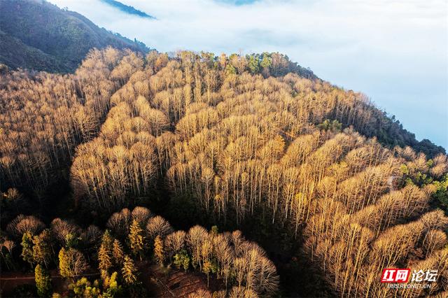 【每日一图@湖南】周末去哪儿？漫步靖州飞山云雾仙境，收藏苗侗冬日浪漫
