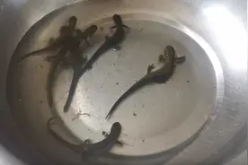 大庆渔民发现六只“不明生物”？原来是它……图片