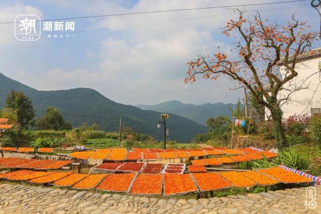 柿子挂满枝头！浙江古村的秋日盛宴，看完就想出发