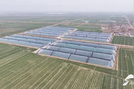 德州市陵城区宋家镇：小蚂蚱“蹦”出致富新路子图片