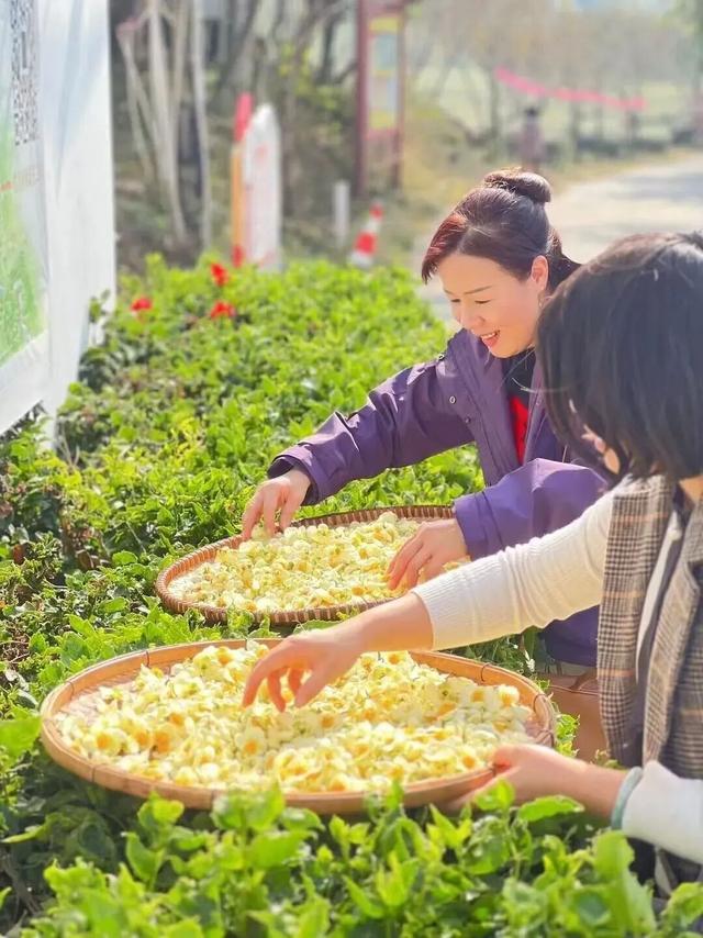 人气满满！元旦假期南宁文旅“热”力十足！亮点全在这→