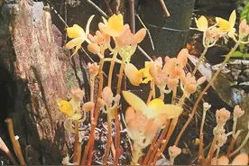 广西七冲国家级自然保护区发现矮小肉果兰图片