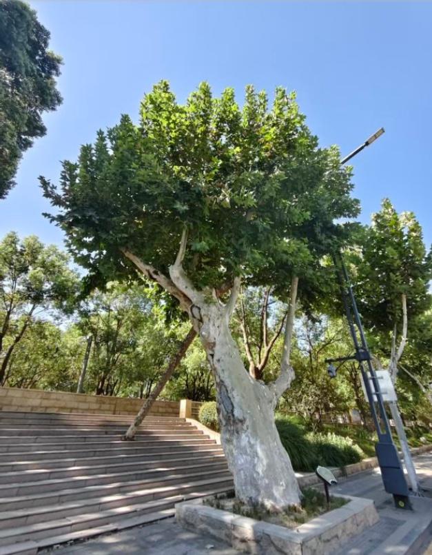 一路可赏多棵百岁古树，武汉推荐6条古树特色游线