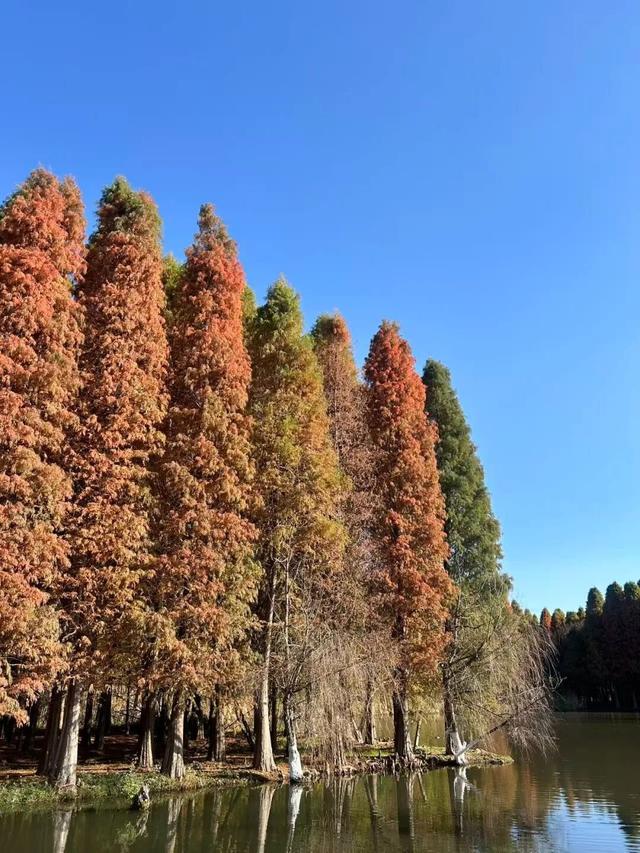 “每一棵树都绿意盎然” ！诺奖得主丹·谢赫特曼盛赞昆明生态建设与城市发展