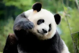 到都江堰来趟熊猫之旅 过个别样新年图片