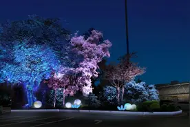 静安这里惊现“幻光森林”！流光溢彩+金桂飘香，身处其中是何种体验？图片