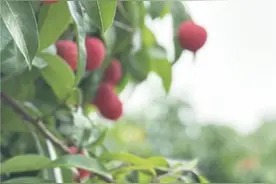 飞越6000公里 东莞荔枝8小时抵达阿联酋迪拜图片