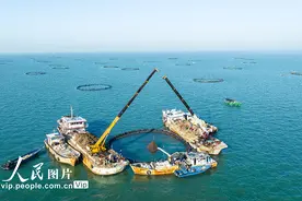 广东湛江：海洋牧场收鱼忙图片