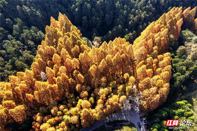 【每日一图@湖南】刷屏预警！靖州排牙山千亩水杉林绝美上线