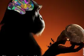 最精细黑猩猩脑图谱发布，与人类大脑显著不同图片