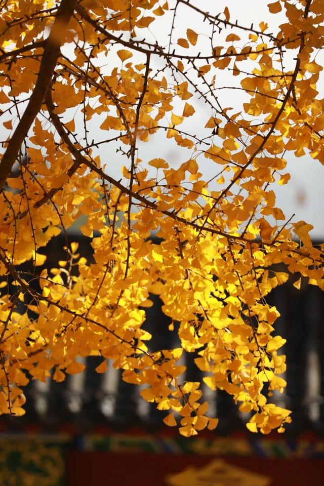 娄底：藏不住的诗意冬景，每帧都美到“心巴”上～