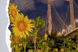 福州夜晚的向日葵花海你见过吗？图片