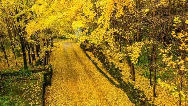 出发！来四川淘“金”