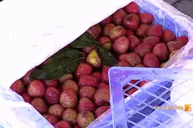 上市啦！这口香甜，很多云南人爱吃图片