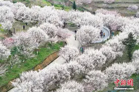 四川平武：万亩梅林迎来盛花期 十里繁花春意正浓图片