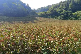 开阳县永温镇：建设宜居和美乡村 为乡村群众幸福加码图片