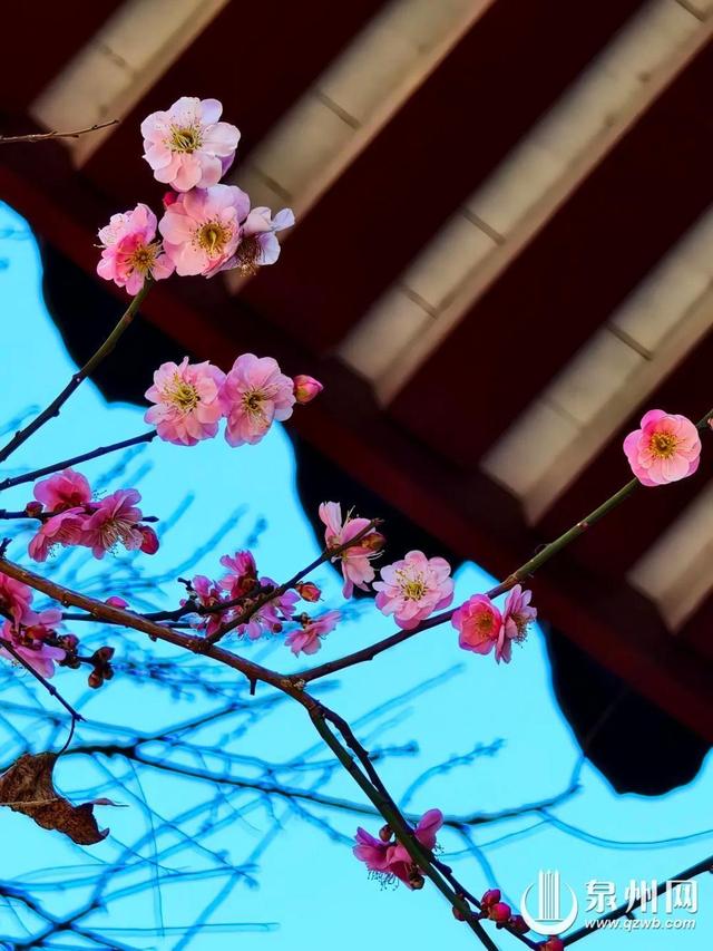 泉州的冬天依然有浪漫花海上线 “冬半如春暖，疏花满路开”