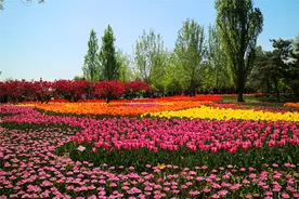 “花开北京•2025北京郁金香文化节”火热进行中，奏响春日花事华彩乐章图片