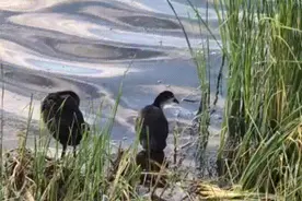 动物也来矿区“打工”？！图片