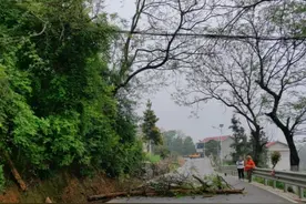 双峰公路：清理枯树除隐患 安全护行解民忧图片