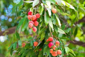 追完《长安的荔枝》，怎能不来看福州西禅古寺这棵千年 “宋荔”？图片