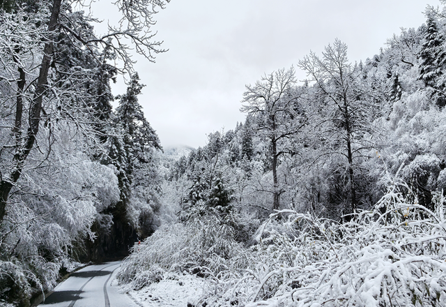 青睐绵阳 ‖ 彩林未尽，大雪已至！初冬的平武美成水墨画卷~