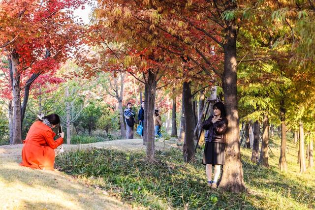 新晋秋日“顶流”美图来袭！魔都阿勒泰未开先火，落羽杉迎来最绚烂时刻