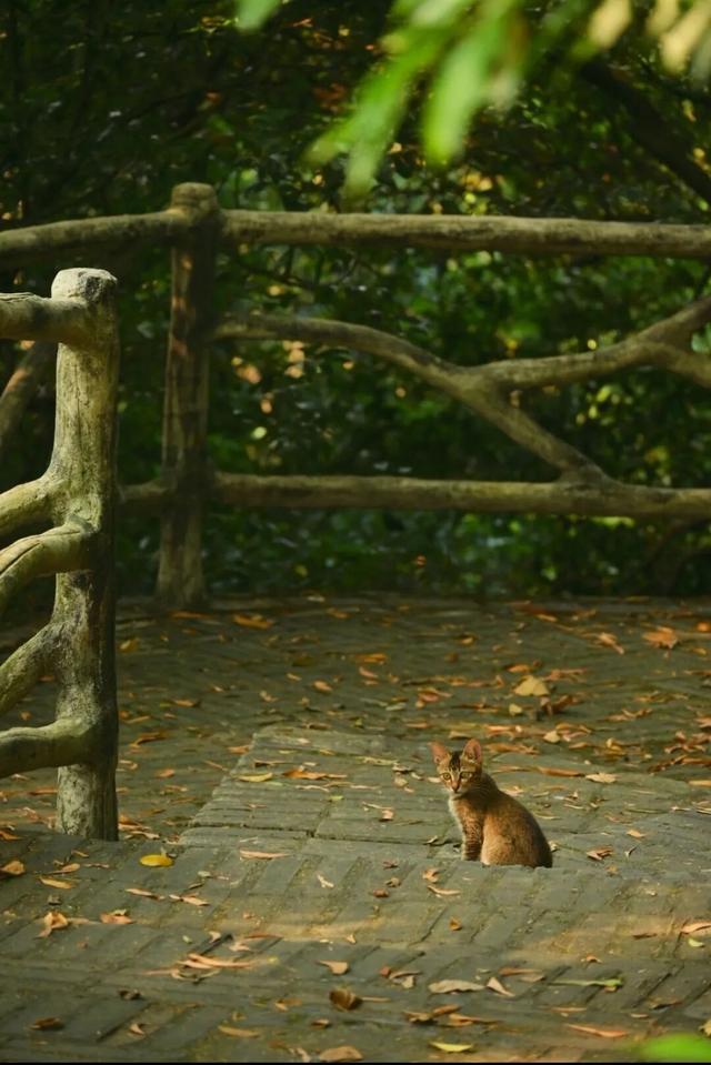 跟着赛事游鹤山！动起来！用运动方式打开鹤山～