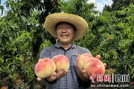 绵阳梓潼：万亩桃子喜获丰收图片